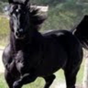 Meet your Posher, Wayne